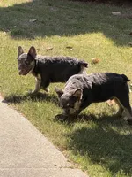 Akc Fluffy Daisy, a female French Bulldog for sale in Braselton, GA – 5 of 8