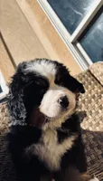 Buddy, a male Bernese Mountain Dog for sale in Braselton, GA – Photo 1 of 5