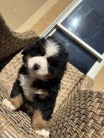 Buddy, a male Bernese Mountain Dog for sale in Braselton, GA – Photo 4 of 5