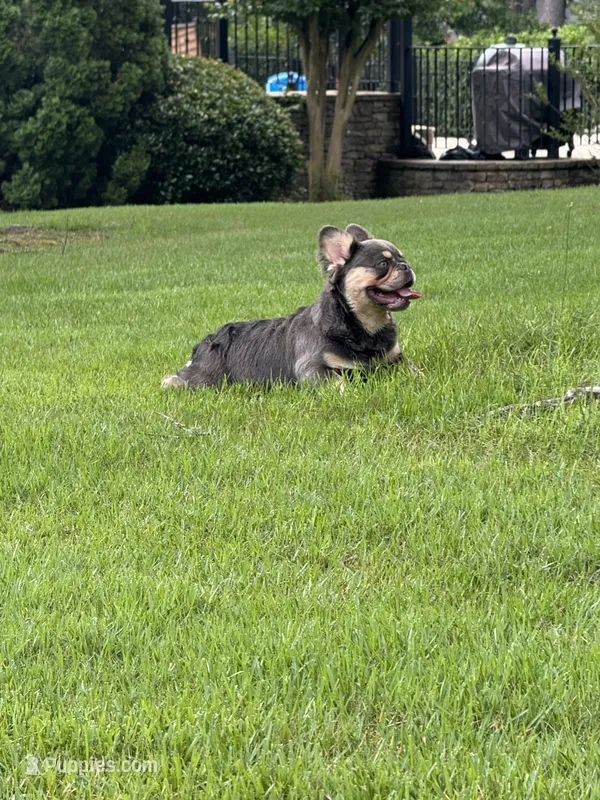 Akc Fluffy Duke – French Bulldog puppy for sale in Braselton, GA