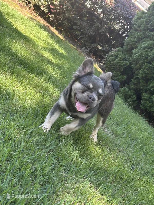 Akc Fluffy Daisy – French Bulldog puppy for sale in Braselton, GA