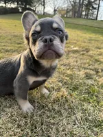 Akc Fluffy Duke, a male French Bulldog for sale in Braselton, GA – Photo 2 of 5