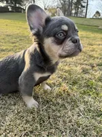 Akc Fluffy Duke, a male French Bulldog for sale in Braselton, GA – Photo 5 of 5