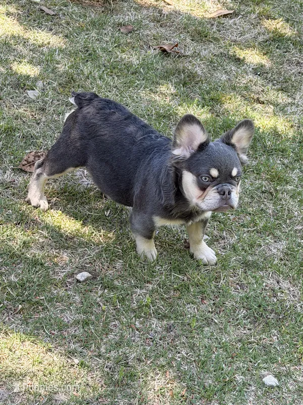 Akc Fluffy Duke – French Bulldog puppy for sale in Braselton, GA