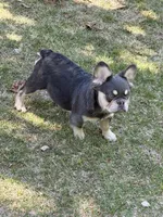 Akc Fluffy Duke, a male French Bulldog for sale in Braselton, GA – 1 of 5
