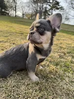 Akc Fluffy Duke, a male French Bulldog for sale in Braselton, GA – Photo 4 of 5