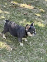 Akc Fluffy Duke, a male French Bulldog for sale in Braselton, GA – 4 of 5