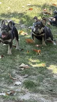 Akc Fluffy Duke, a male French Bulldog for sale in Braselton, GA – 2 of 5
