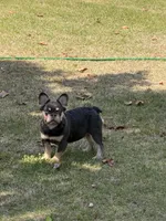 Akc Fluffy Duke, a male French Bulldog for sale in Braselton, GA – 5 of 5