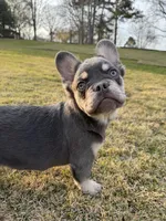Akc Fluffy Duke, a male French Bulldog for sale in Braselton, GA – Photo 3 of 5