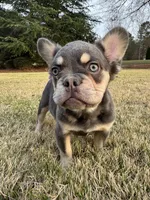 Akc Fluffy Duke, a male French Bulldog for sale in Braselton, GA – Photo 1 of 5