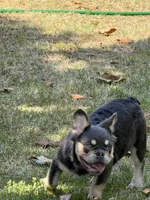 Akc Fluffy Duke, a male French Bulldog for sale in Braselton, GA – 3 of 5