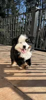 Blue, a male Bernese Mountain Dog for sale in Braselton, GA – Photo 2 of 4
