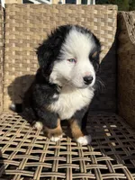 Blue, a male Bernese Mountain Dog for sale in Braselton, GA – Photo 4 of 4