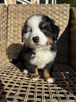 Blue, a male Bernese Mountain Dog for sale in Braselton, GA – Photo 3 of 4