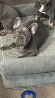 Tiny, a male French Bulldog for sale in Lehigh Acres, FL – 3 of 7