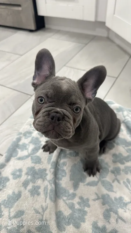 Tiny – French Bulldog puppy for sale in Lehigh Acres, FL