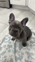 Tiny, a male French Bulldog for sale in Lehigh Acres, FL – 1 of 1
