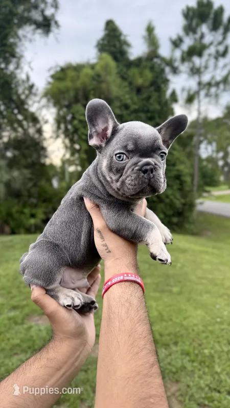 Red – French Bulldog puppy for sale in Lehigh Acres, FL