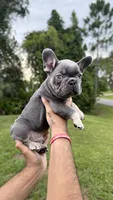 Red, a male French Bulldog for sale in Lehigh Acres, FL – 1 of 1