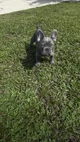Tiny, a male French Bulldog for sale in Lehigh Acres, FL – 5 of 7
