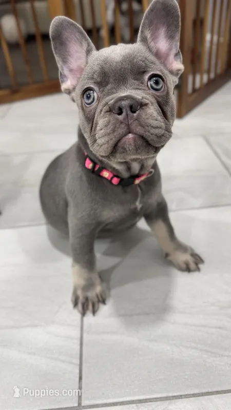 Pink – French Bulldog puppy for sale in Lehigh Acres, FL