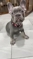 Pink, a female French Bulldog for sale in Lehigh Acres, FL – 1 of 2