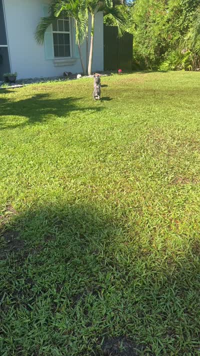 Tiny, a male French Bulldog for sale in Lehigh Acres, FL – 4 of 7