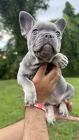Pink, a female French Bulldog for sale in Lehigh Acres, FL – 2 of 2