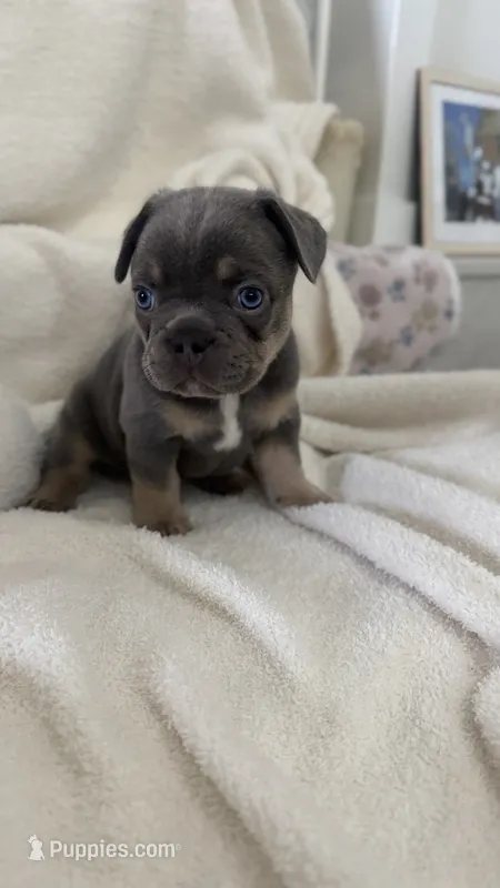 Blue  – French Bulldog puppy for sale in Lehigh Acres, FL