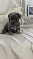 Blue , a male French Bulldog for sale in Lehigh Acres, FL – 1 of 2