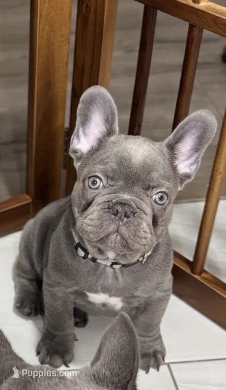Tiny – French Bulldog puppy for sale in Lehigh Acres, FL