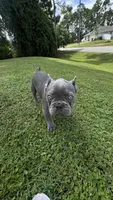Tiny, a male French Bulldog for sale in Lehigh Acres, FL – 6 of 7