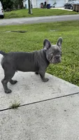 Tiny, a male French Bulldog for sale in Lehigh Acres, FL – 7 of 7
