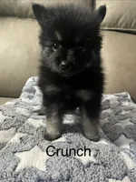 Crunch , a male Pomsky for sale in Avoca, MI – 2 of 2
