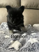 BonBon, a male Pomsky for sale in Avoca, MI – 2 of 3
