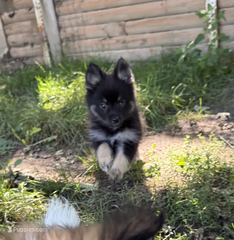 BonBon – Pomsky puppy for sale in Avoca, MI