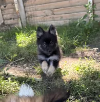 BonBon, a male Pomsky for sale in Avoca, MI – 1 of 4