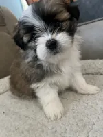 Plum, a female Shiranian for sale in Avoca, MI – 3 of 3