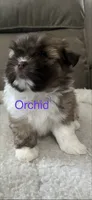 Orchid Shiranian, a female Pomeranian and Shih Tzu for sale in Avoca, MI – 2 of 2