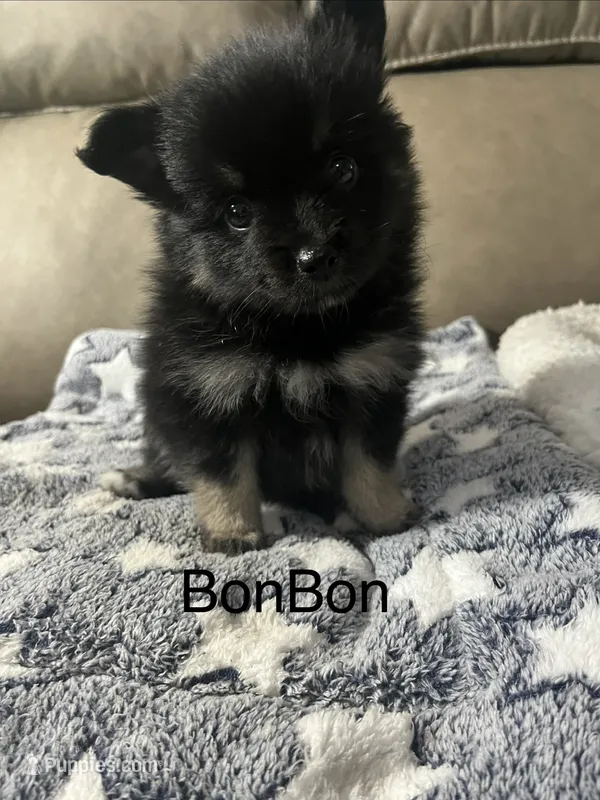 BonBon – Pomsky puppy for sale in Avoca, MI