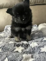 BonBon, a male Pomsky for sale in Avoca, MI – 1 of 3