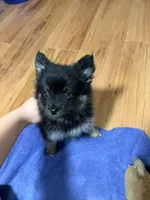 BonBon, a male Pomsky for sale in Avoca, MI – 4 of 4