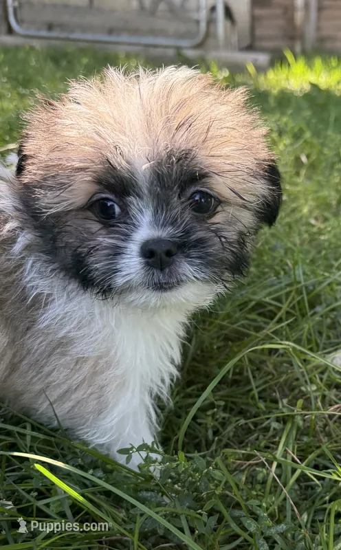 Iris  – Pomeranian, Shih Tzu puppy for sale in Avoca, MI