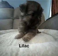 Lilac, a female Pomeranian and Shih Tzu for sale in Avoca, MI – 2 of 2