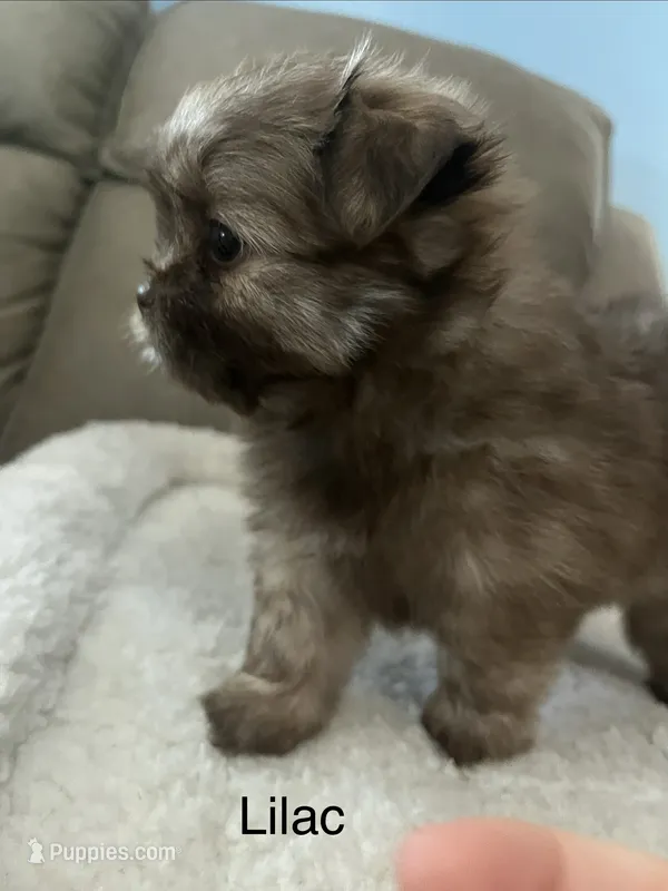 Lilac – Pomeranian, Shih Tzu puppy for sale in Avoca, MI