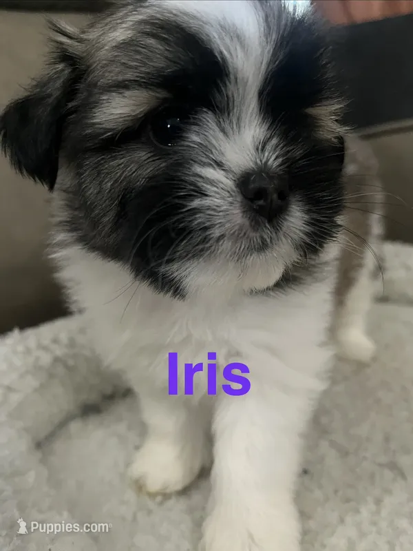 Iris  – Pomeranian, Shih Tzu puppy for sale in Avoca, MI