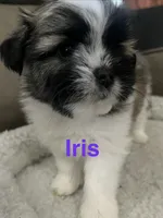 Iris , a female Pomeranian and Shih Tzu for sale in Avoca, MI – 1 of 1