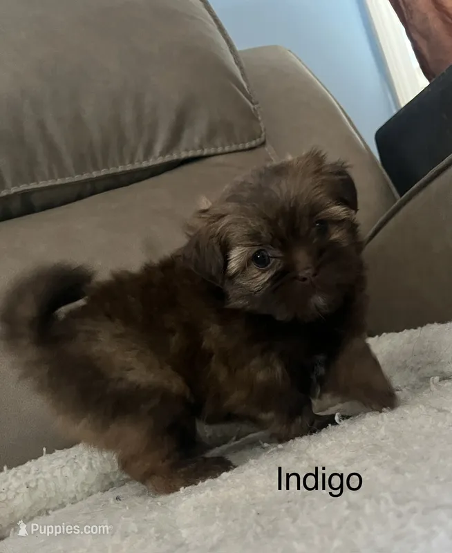 Indigo – Pomeranian, Shih Tzu puppy for sale in Avoca, MI