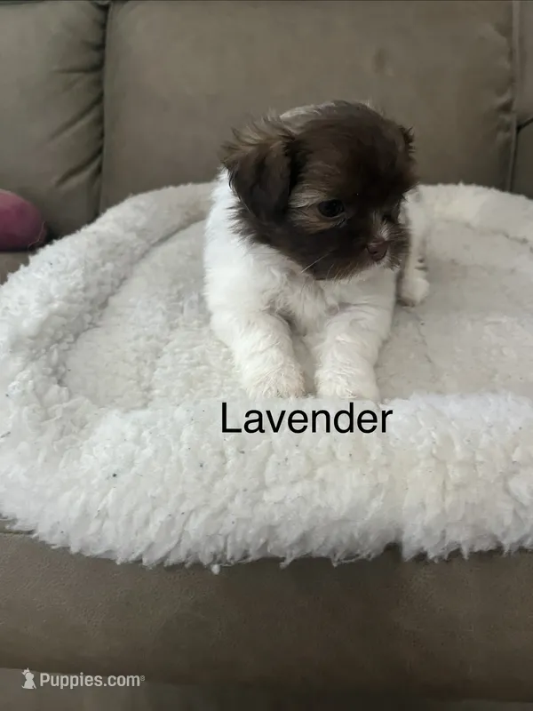 Lavender  – Pomeranian, Shih Tzu puppy for sale in Avoca, MI